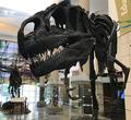 Free Admission to Virginia Museum of Natural History Now Available to Low-Income Families Thanks to Hooker Furnishings Partnership