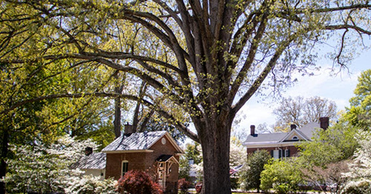 Remarkable Tree of Virginia